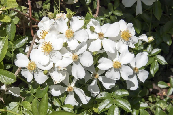 White Rose Bush Rose Garden Botanical Garden Rosa White Decumba — Stock Photo, Image