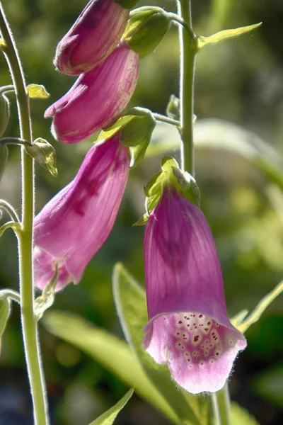 Flowering Digitalis Purpurea Common Purple Foxglove Garden — Stock Photo, Image