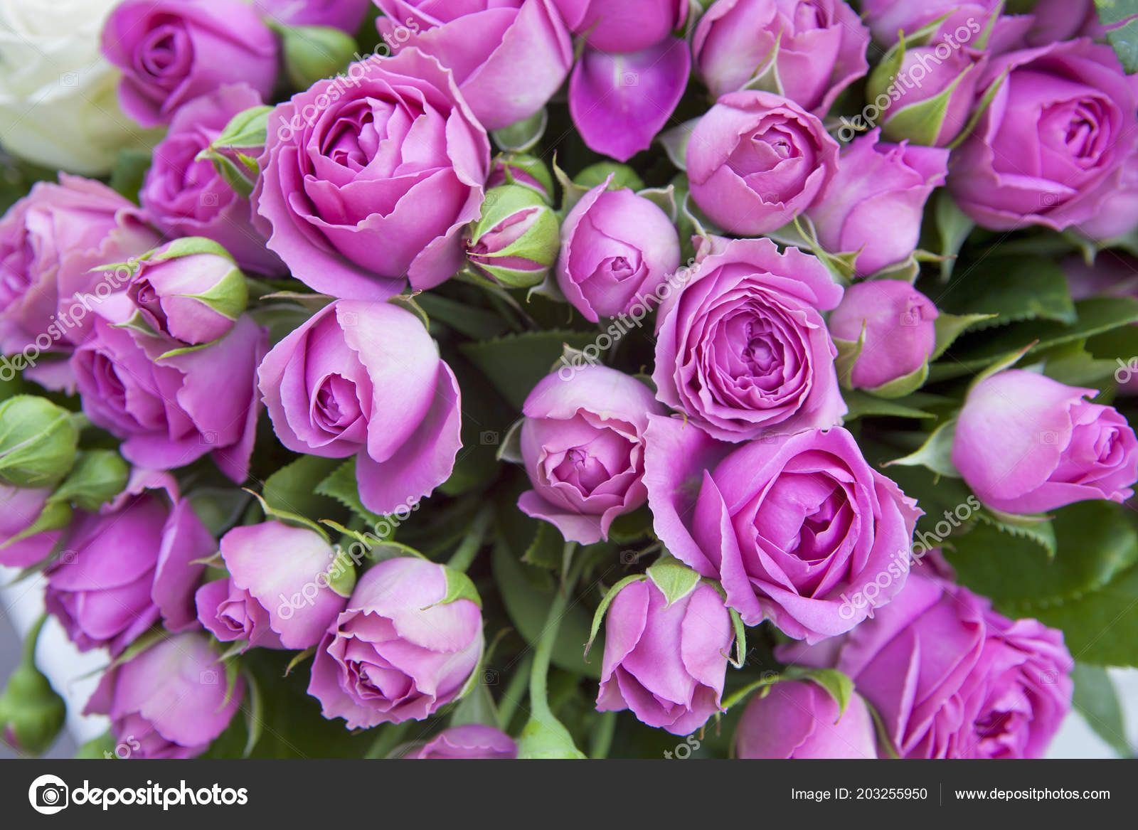 Bouquet De Roses Roses Dans Un Vase Donne Pour Un Anniversaire Image Libre De Droit Par Elenarostunova C Bouquet De Roses Roses Dans Un Vase Donne Pour Un Anniversaire Image Libre De Droit Par Elenarostunova C