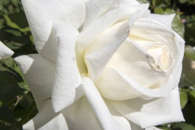 Beyaz ve pembe gül gül bahçesinde bir botanik bahçesi Varşova