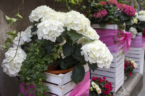 The White and purple hydrangeas in wooden tubs bandaged with ribbons on a bench near the restaurant — Stock Photo, Image