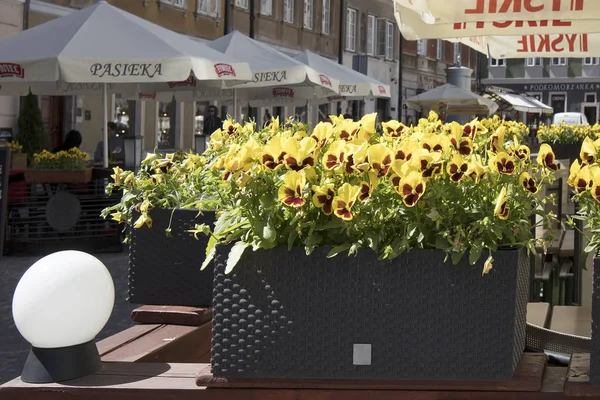Café decorado con flores en el casco antiguo —  Fotos de Stock