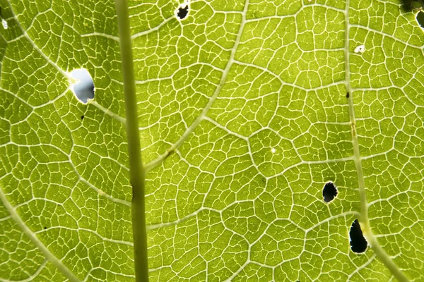 Struktur des grünen Blattes — Stockfoto