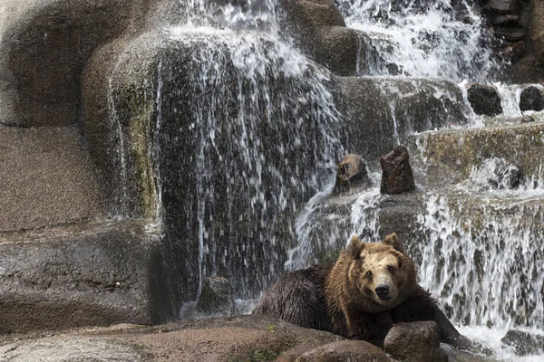 Bruine beer in Praag Park - Praski Park in de buurt van Zoo in Warschau, Polen — Stockfoto