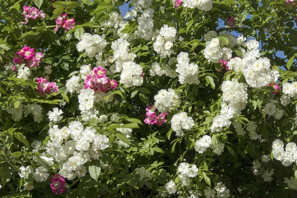 De roze struiken in de botanische tuin in Warschau — Stockfoto