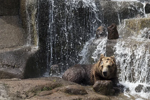 Bruine beer in Praag Park - Praski Park in de buurt van Zoo in Warschau, Polen — Stockfoto