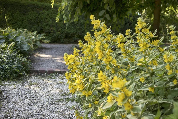 정체 된 분쟁 ( 리시 마키아 (Lysimachia puntata)) — 스톡 사진