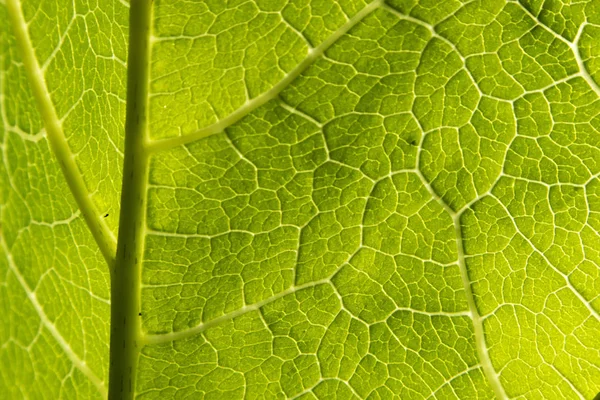 Struktur des grünen Blattes — Stockfoto