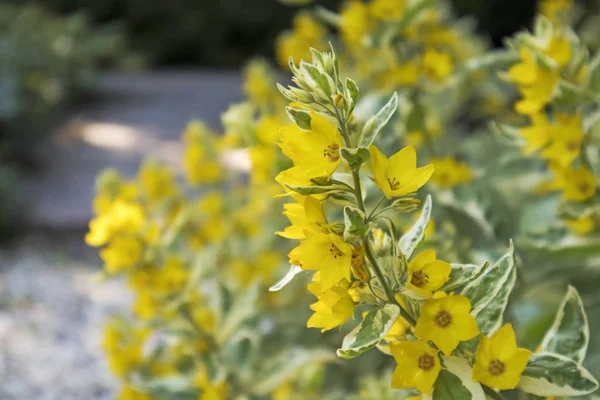 Benekli gevşeklik (Lysimachia punctata)
