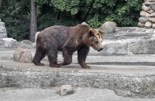 Brown bear in Prague Park - Praski Park near Zoo in Warsaw, Poland