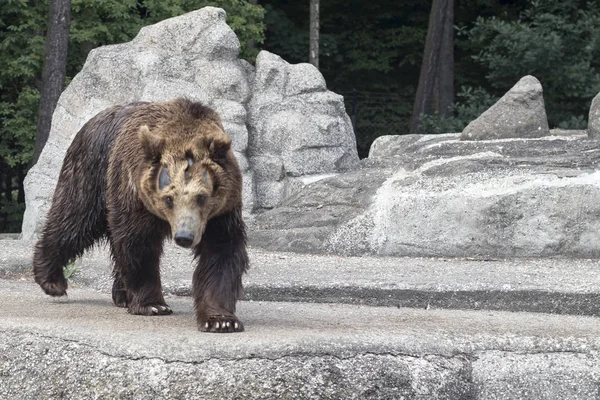 Brown bear in Prague Park - Praski Park near Zoo in Warsaw, Poland