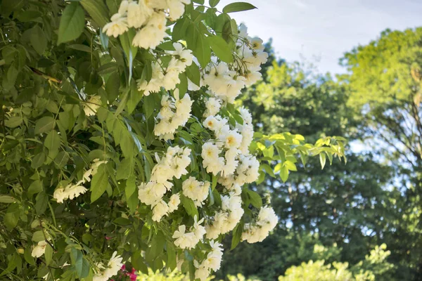 De roze struiken in de botanische tuin in Warschau — Stockfoto