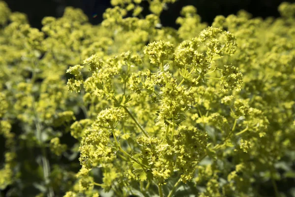 Close-up van mantel bloemen (Alchemilla mollis) in waterdruppels na regen. Lady's-mantel - eeuwige decoratieve tuinplant. — Stockfoto