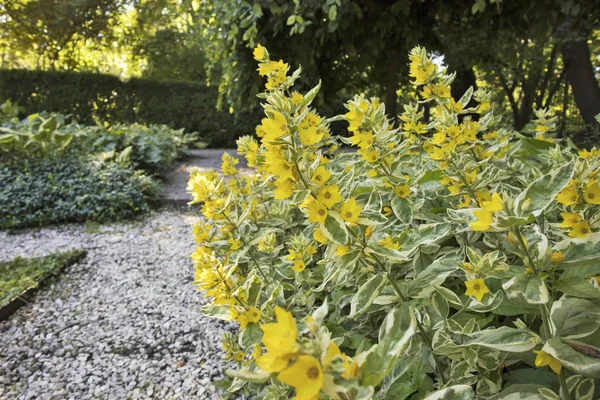 Spotted loosestrife (Lysimachia punctata) — Stock Photo, Image