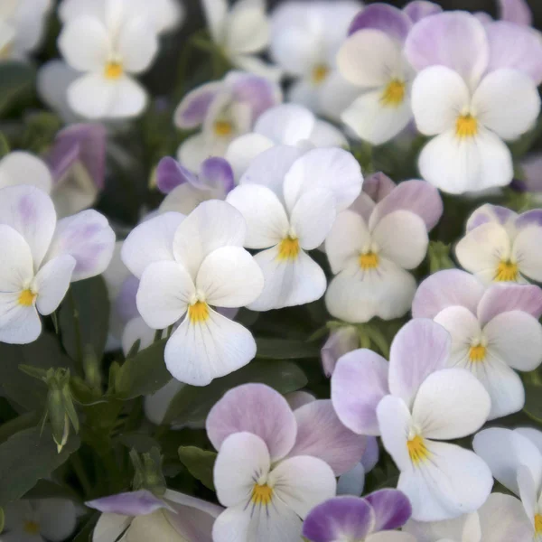 Bakgrund av blommor violer — Stockfoto