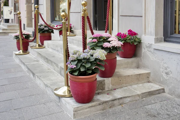 Las hortensias Blancas y púrpuras en las bañeras de madera vendadas con las cintas en el banco cerca del restaurante — Foto de Stock