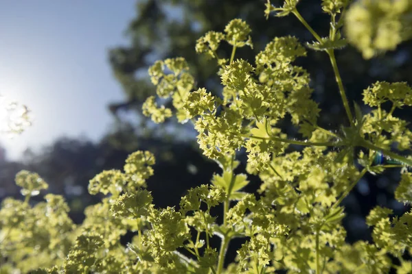 Close-up van mantel bloemen (Alchemilla mollis) in waterdruppels na regen. Lady's-mantel - eeuwige decoratieve tuinplant. — Stockfoto