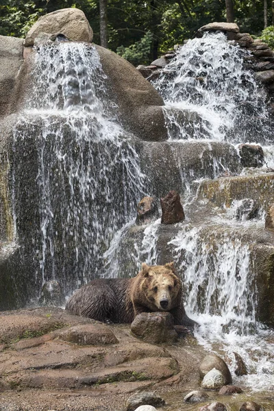 Urso marrom no Parque de Praga Praski Park perto do Zoológico de Varsóvia, Polônia — Fotografia de Stock