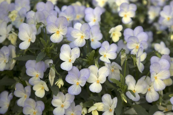 Bakgrund av blommor violer — Stockfoto