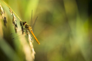 Yusufçuk üzerindeki yaprak meşe. Yeşil arka plan. Bir yazıt için boş yer