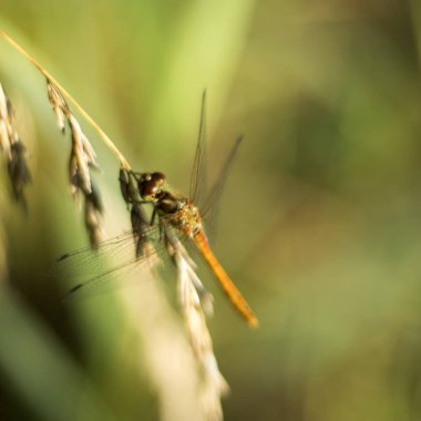 Yusufçuk üzerindeki yaprak meşe. Yeşil arka plan. Bir yazıt için boş yer
