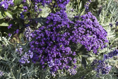 Doğal çiçek arka plan ile Phlox subulata 'Zümrüt Blue' (vahşi sevgili William) göz alıcı erken bahar kır çiçekleri. Sürünen Phlox parlak lavanta mavi çiçek yıldız şeklinde groundcover.