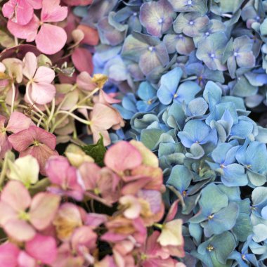 pembe ve Mavi ortancaları yakın çekim tasarımcı bir kart olarak demetleri