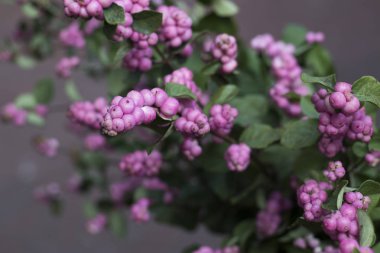 Beyaz kova Snowberry buket piyasada satılan