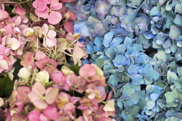 Bouquets Pink Blue Hydrangeas Close Designer Card — Stock Photo, Image