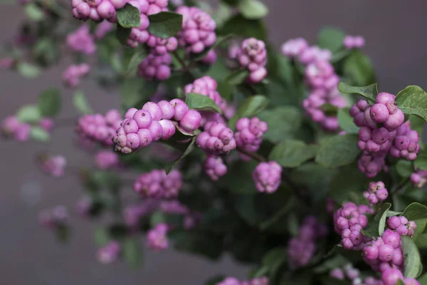 Bukiet Snowberry Białym Wiaderku Sprzedawane Rynku — Zdjęcie stockowe