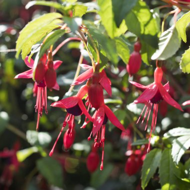 güzel alışılmadık parlak çiçekler Dicentra formosa