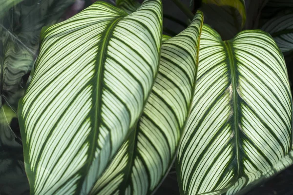 Die Grüne Pflanze Garten Frisches Grünes Und Weißes Blatt Hintergrund — Stockfoto