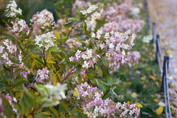 Green Pink Hydrangeas Garden Autumn — Stock Photo, Image