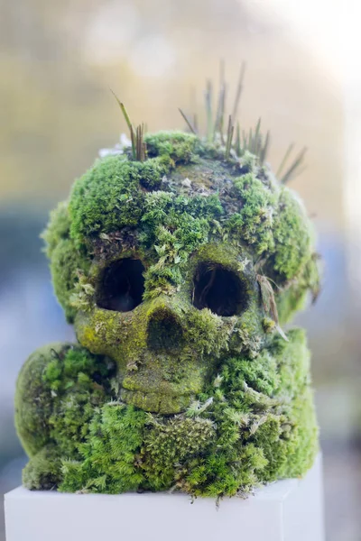 Crâne Envahi Par Mousse Dans Forêt — Photo