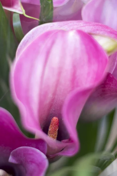 Arum Ett Släkte Blommande Växter Familjen Kallaväxter Infödda Till Europa — Stockfoto