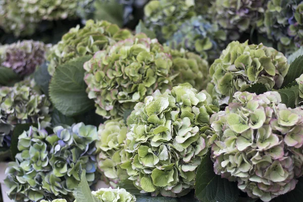 Grönt Och Rosa Hortensior Trädgården Hösten — Stockfoto