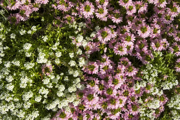 Маленький Снег Белый Лиловый Цветы Lobularia Maritima Alyssum Maritimum Сладкий — стоковое фото