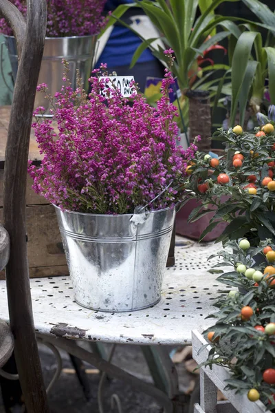 Rote Heide Blumentopf Brunnen Blumenladen — Stockfoto