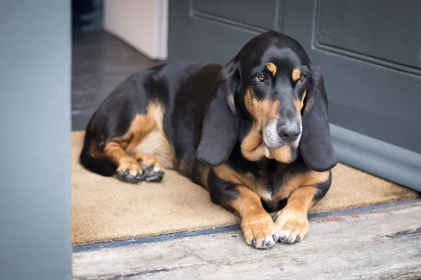 Dog Basset Hound Lies Doorstep Waiting Owner — Stock Photo, Image