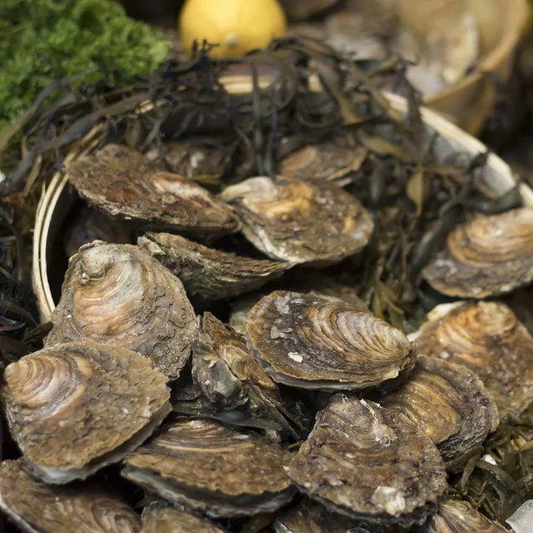 หอยนางรมพ นเม องหายากและหอยเชอร บนน าแข ตลาด Borough ในลอนดอน — ภาพถ่ายสต็อก