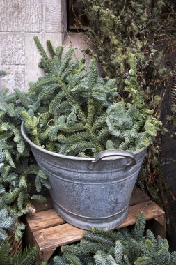 İskandinav çam dalları dekorasyon mağaza girişinde olarak çinko kovada