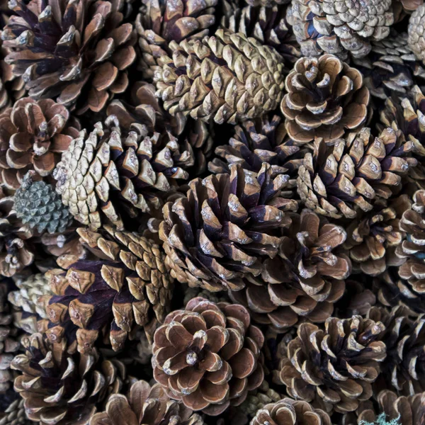 Cones Pinheiro Uma Cesta Vime Para Venda Usado Como Decoração — Fotografia de Stock