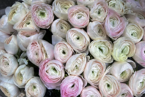 Bukett Ranunculus Som Bakgrund — Stockfoto