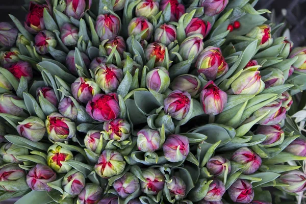 Buquê Tulipas Vermelhas Para Venda Mercado Fundo Tulipa — Fotografia de Stock