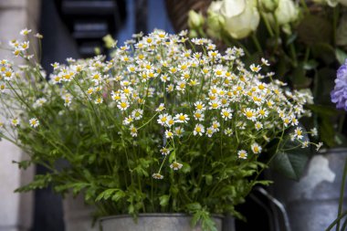 Beyaz papatya buketi Satılık emaye kova