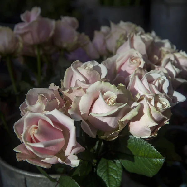 Weiße Rosen auf einem Hocker am Eingang zum Blumenladen — Stockfoto