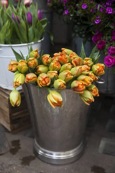 Botões tulipa amarelo-vermelho em um balde de zinco — Fotografia de Stock