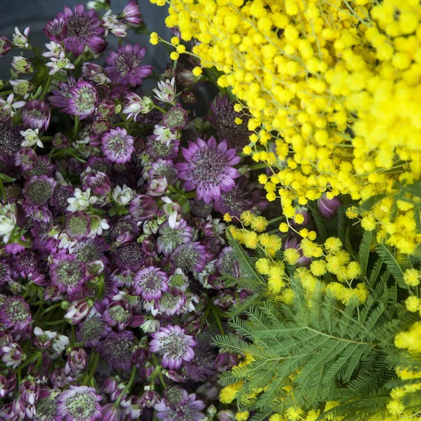 A Acacia dealbata. Mimosa para venda em loja de flores em Londres — Fotografia de Stock