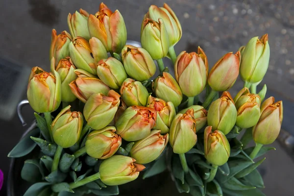 Bourgeons de tulipes jaune-rouge dans un seau de zinc — Photo