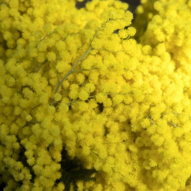 Çiçekli akasya dealbata veya gümüş wattle detay